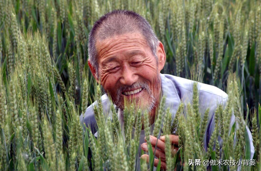 植物生长调节剂赤霉素的作用_赤霉素促进植物生长_赤霉素是植物生长调节剂