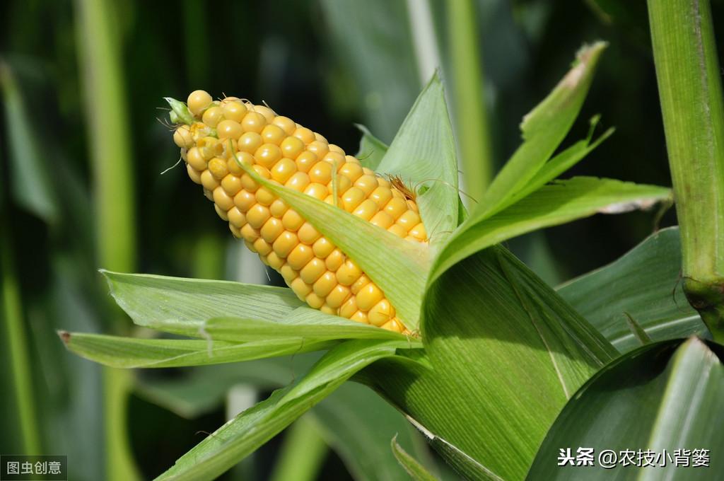 赤霉素促进植物生长_赤霉素是植物生长调节剂_植物生长调节剂和赤霉酸